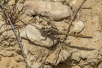 Epaulet skimmer (Orthetrum chrysostigma) immature male Gabes