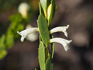 Eremophila compressa 01.jpg