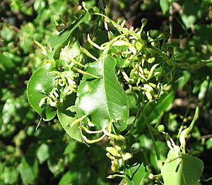 Eriophyes cerasicrumena. Shenandoah