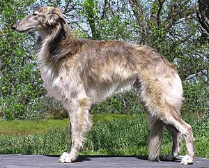 Fallon the Silken Windhound.jpg