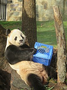 Giant Panda at the zoo