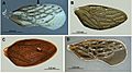 Glyptocombus (10.3897-zookeys.796.24176) Figure 2