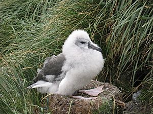 Grey-headed albatross chick