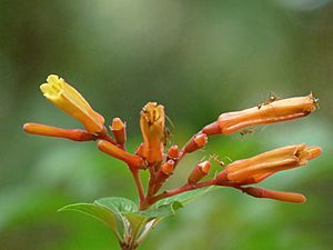 Hamelia patens at Kadavoor