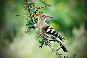 Hoopoe at Rajaji NP