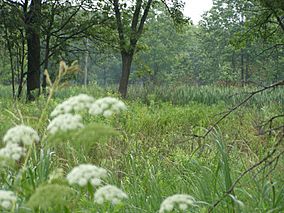 Hoosier Prairie P7150009.jpg