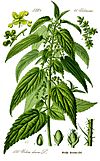 Illustration Urtica dioica0 clean.jpg