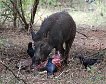 Indian boar scavenging - Yala May 2010