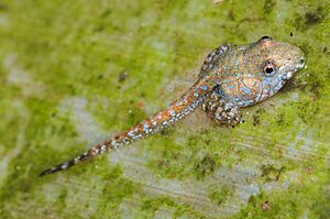 Indirana semipalmata tadpole