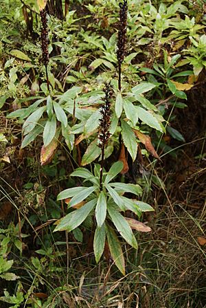 Isoplexis (Digitalis) canariensis-2