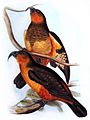 John-Gould-001