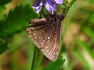 Juvenal's Duskywing, ventral