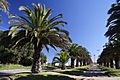 La Serena palms