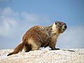 MarmotaFlaviventris 3268.JPG