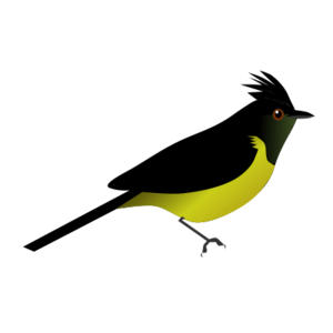 MelanochloraSultaneaGayeti