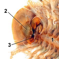 Mouthparts