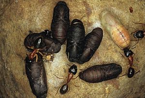 Ogyris genoveva pupae