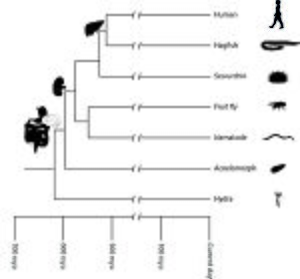 Origin of major organs on the animal phylogeny