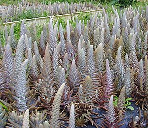 Orostachys Japonica 1