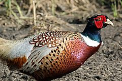 Pheasant cock (phasianus colchicus).jpg