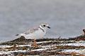 Pipin Plover Player melódico (5840466176)