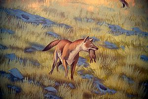 Rattlesnake Formation Mural - Vulpes stenognathus