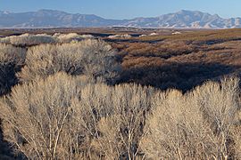 San Pedro Riparian NCA 2