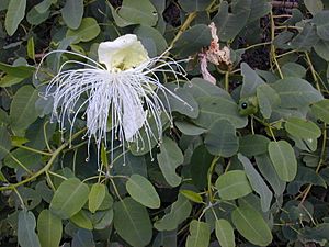 Starr 030202-0066 Capparis sandwichiana.jpg