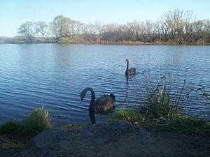 Swans on molonglo river