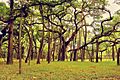 The great banyan tree