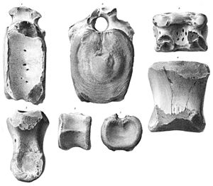 Thespesius occidentalis.jpg