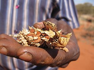 Thorny Devil4