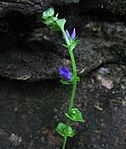 Triodanis perfoliata Tennessee