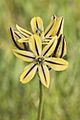 Triteleia ixioides unifolia