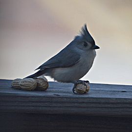 Tufted Titmouse Balancing on a Peanut (5288076869)