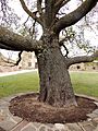 Ulmus minor, Nostra Signora di Castro, Oschiri, Sardinia, Italy 2