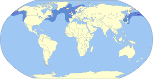 Uria aalge map.svg