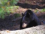 Ursus americanus sequoia forest 2003-09-21