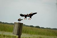 Whistling Duck4