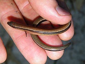 Yellow-bellied three-toed skink.jpg