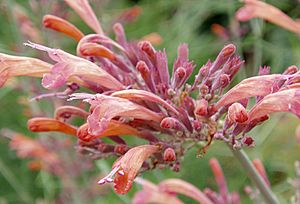 Agastache rupestris1 lg.jpg