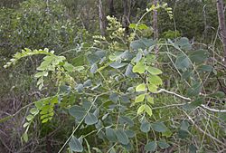 Albizia canescens foliage and flowers