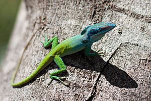 Allisons anole