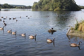 Animals of Attenborough Nature Reserve 06