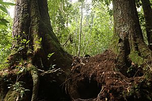 Antarctic Beech at Comboyne NSW.jpg