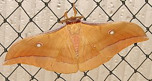 Antheraea.pernyi.jpg