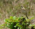 Anthus similis2