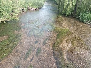 Aquatic vegetation