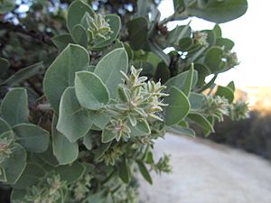 Arctostaphylos auriculata.JPG