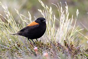 Austral negrito (Lessonia rufa).jpg